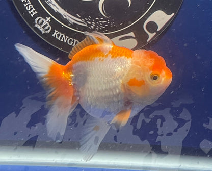 Red White Oranda