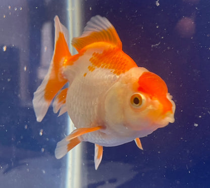 Red White Oranda