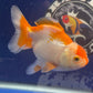 Red White Oranda