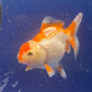 Red White Oranda