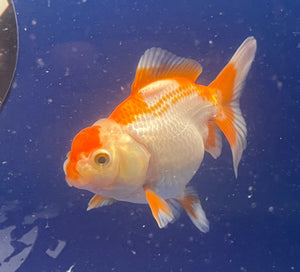 Red White Oranda