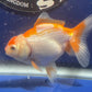 Red White Oranda