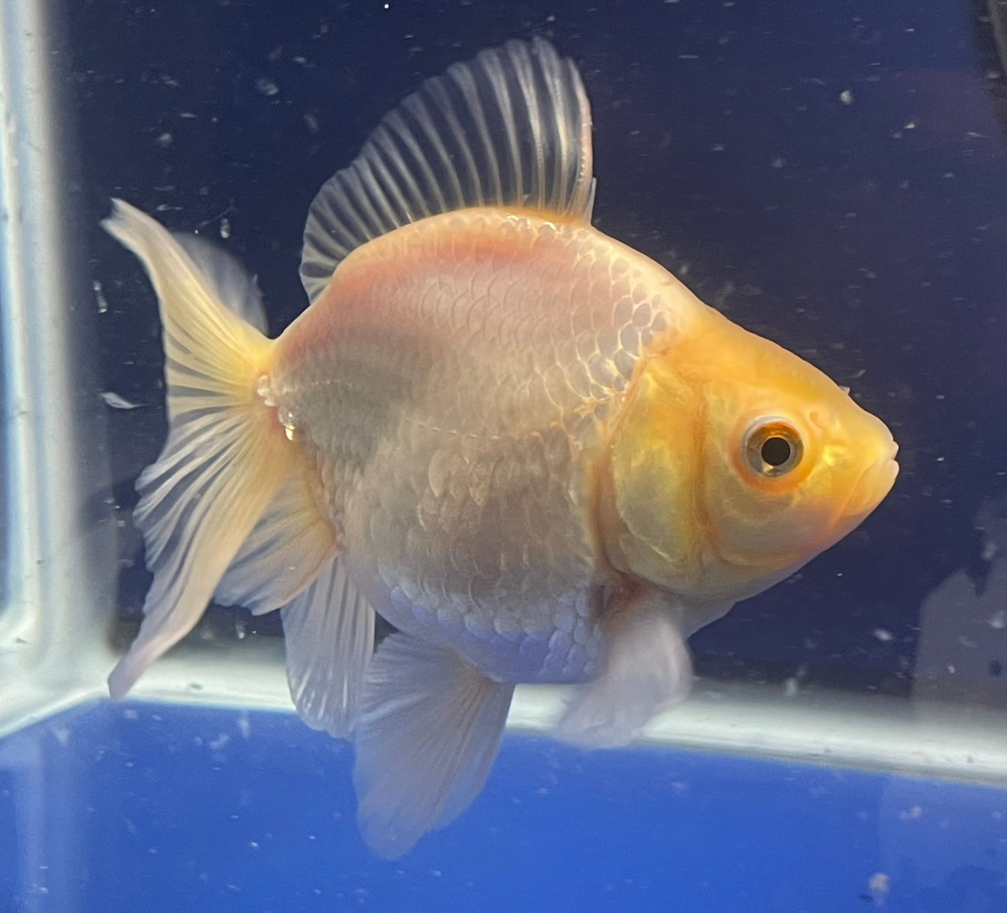 Thai Oranda White