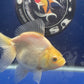 Thai Oranda White