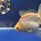 Thai Oranda White