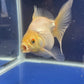 Thai Oranda White