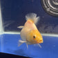 Thai Oranda White