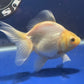 Thai Oranda White