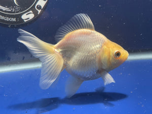 Thai Oranda White