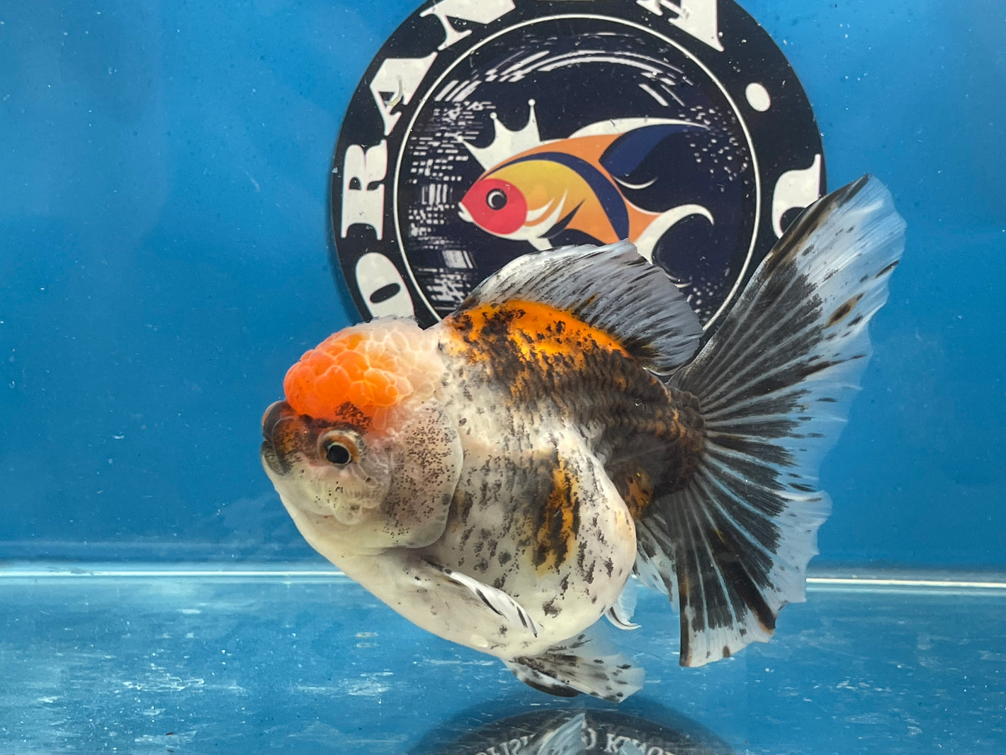 Thai Oranda  Calico