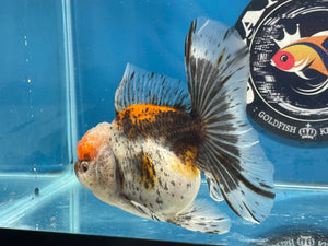 Thai Oranda  Calico