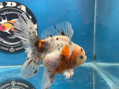 Thai Oranda  Calico