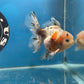 Thai Oranda  Calico