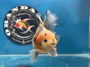 Thai Oranda  Calico