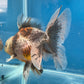 Thai Oranda  Calico