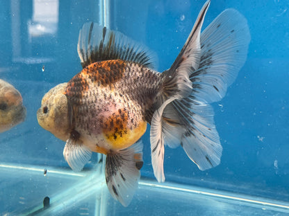 Thai Oranda  Calico