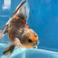 Thai Oranda  Calico