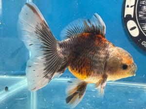 Thai Oranda  Calico