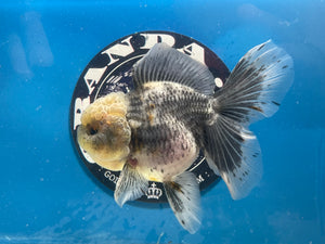 Thai Oranda  Calico