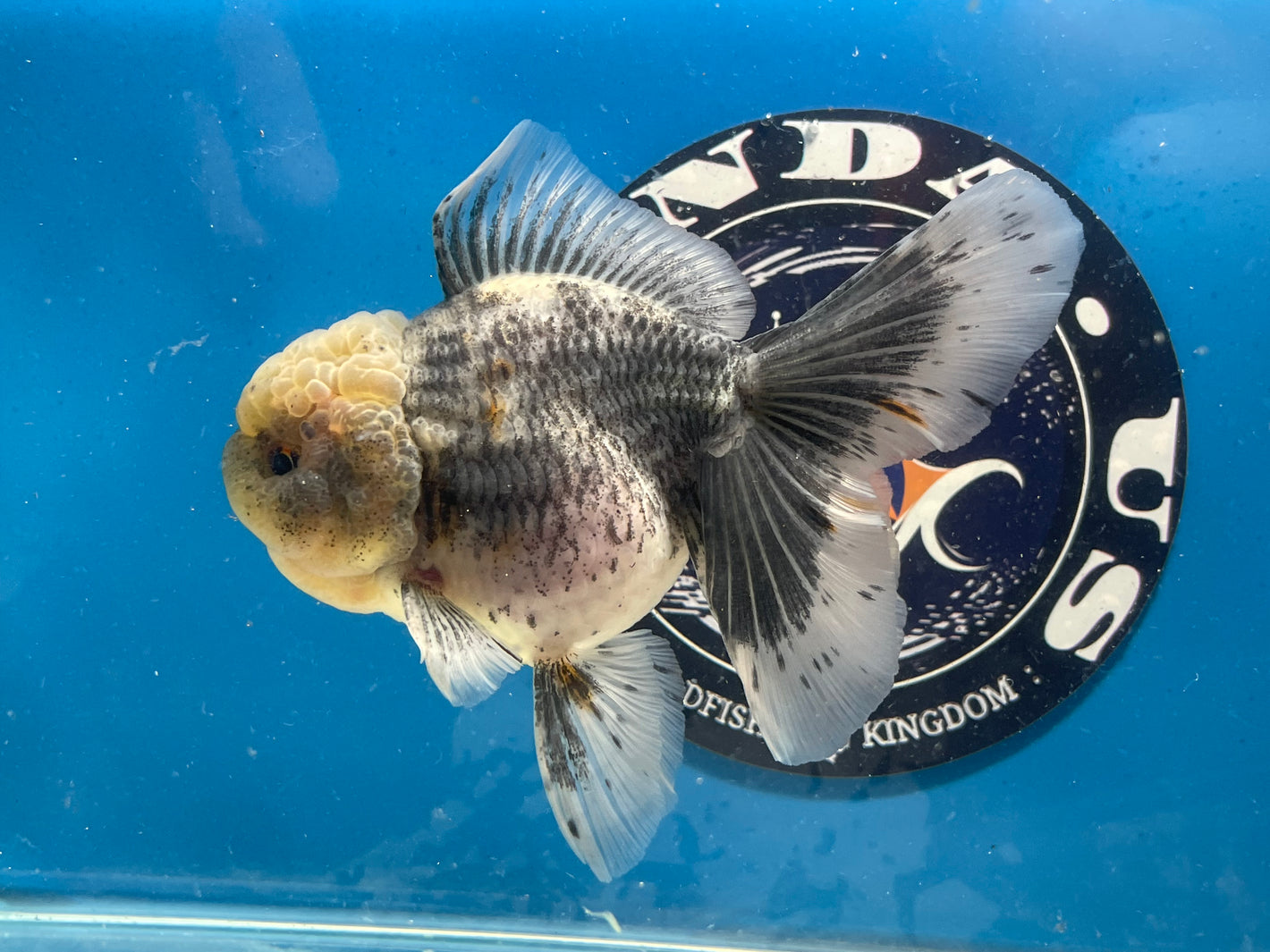 Thai Oranda  Calico