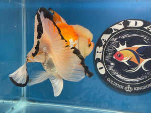 Thai Oranda Tricolor