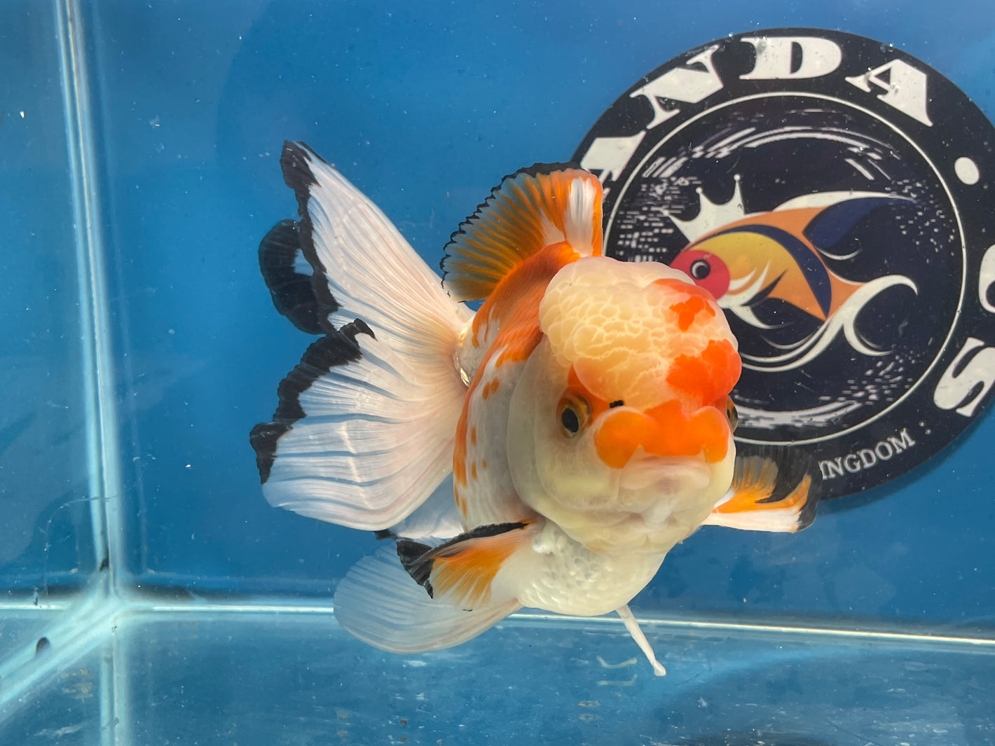 Thai Oranda Tricolor