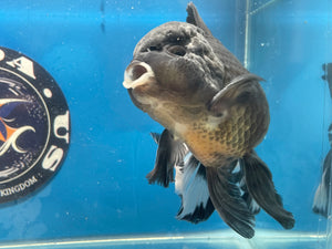 Thai Oranda Panda