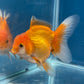 Red White Oranda