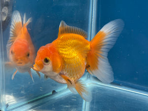 Red White Oranda