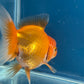 Red White Oranda