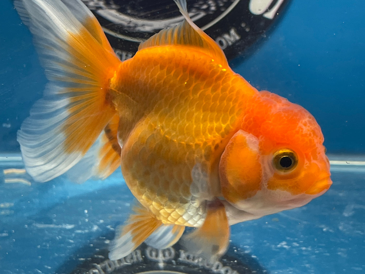 Red White Oranda