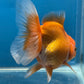 Red White Oranda