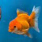 Red White Oranda