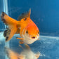 Thai Oranda Tricolor