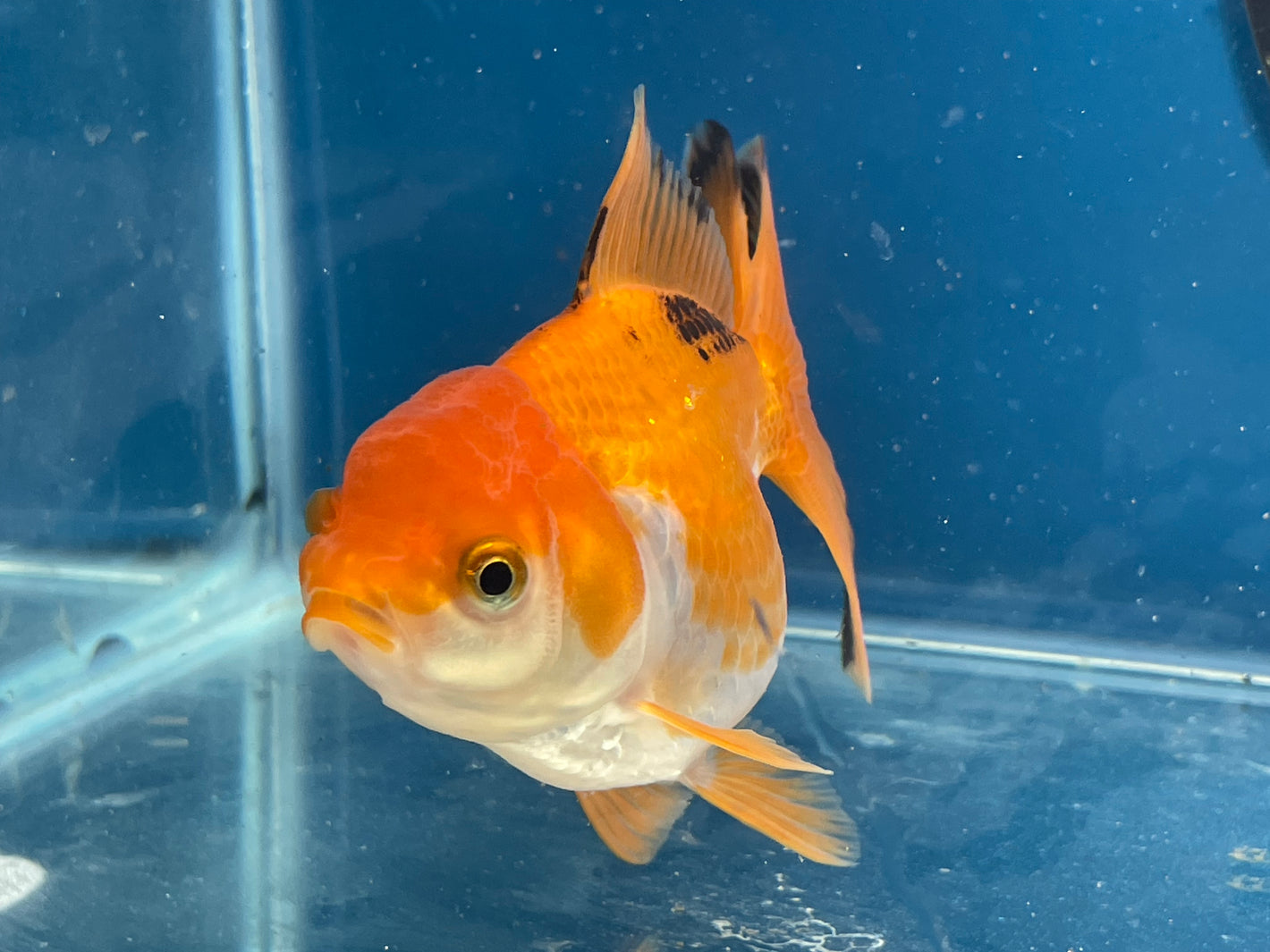 Thai Oranda Tricolor