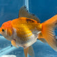 Thai Oranda Tricolor