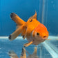 Thai Oranda Tricolor