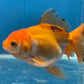 Thai Oranda Tricolor