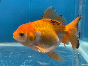 Thai Oranda Tricolor