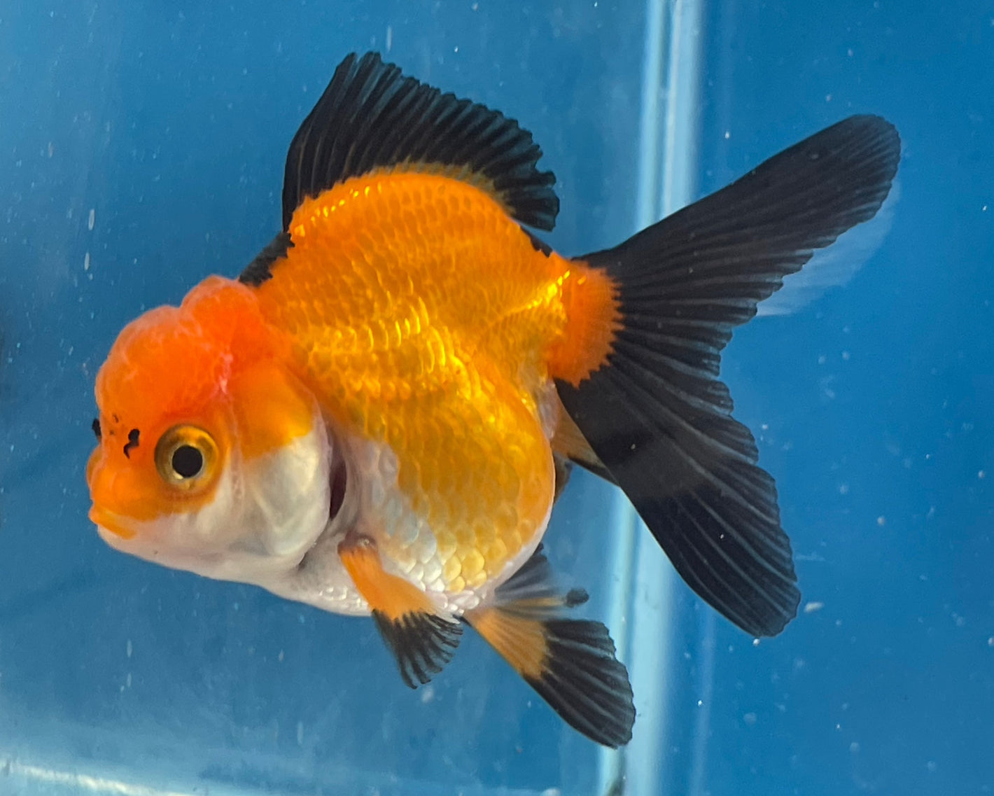 Thai Oranda Tricolor