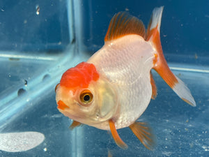 ORANDA