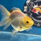 Thai Oranda White