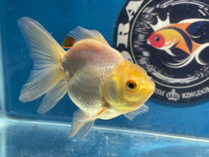 Thai Oranda White