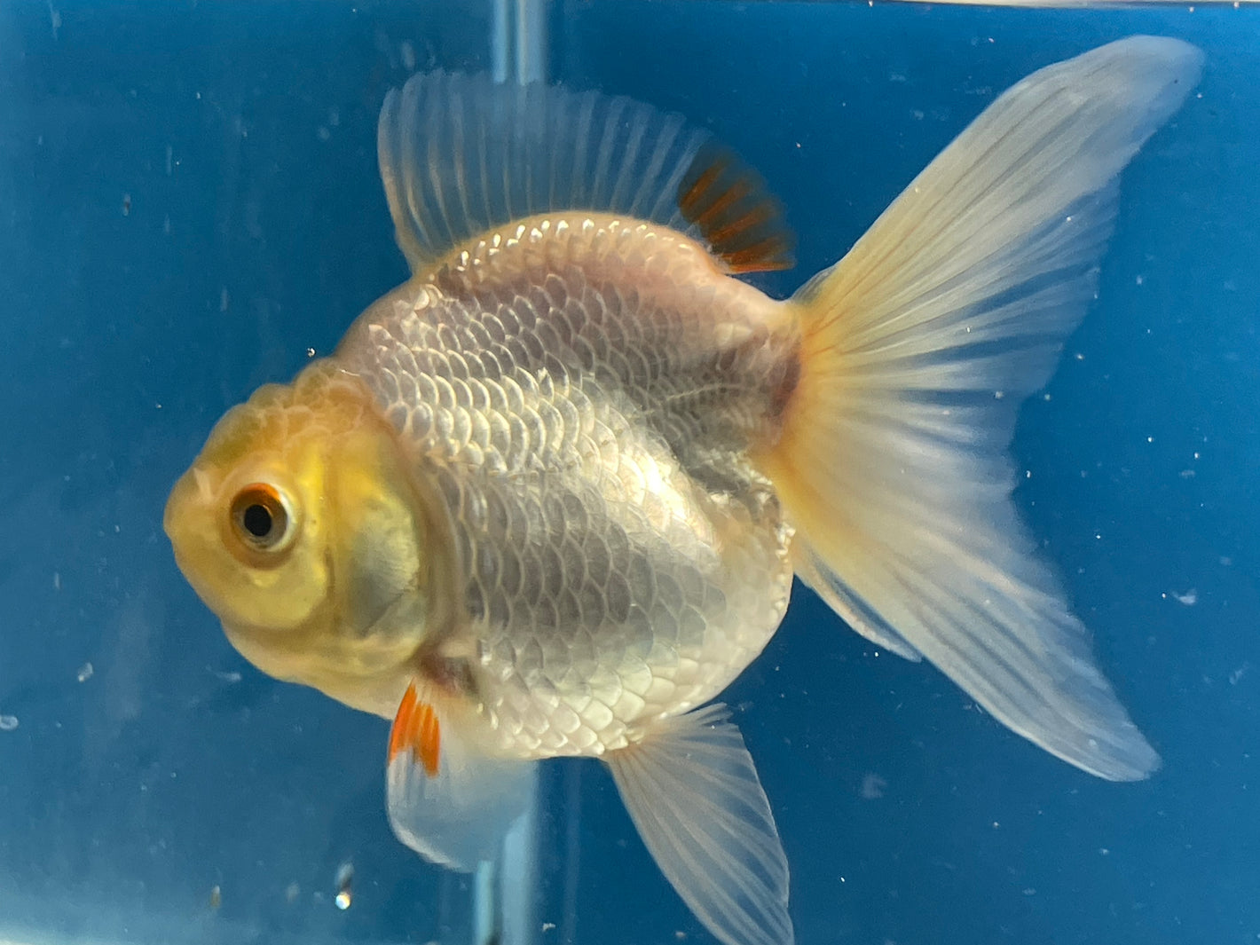 Thai Oranda White