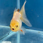 Thai Oranda White