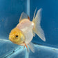 Thai Oranda White