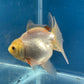 Thai Oranda White