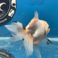 Thai Oranda Tricolor