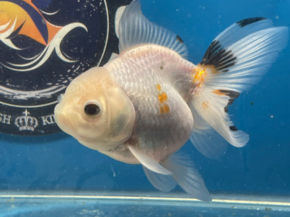 Thai Oranda Tricolor