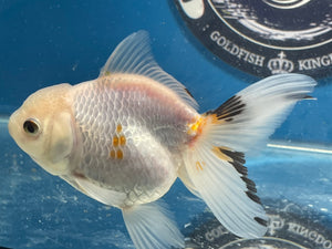 Thai Oranda Tricolor